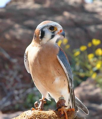Kestrel - Arizona Sonora Desert Museum