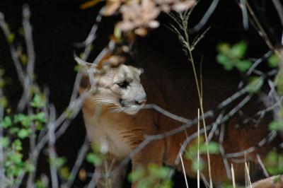 Mountain Lion - Arizona Sonora Desert Museum