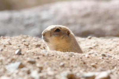 Prairie Dog - Arizona Sonora Desert Museum