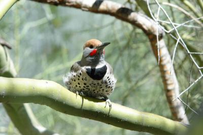 Flicker - Arizona Sonora Desert Museum