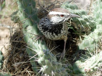Cactus Wren - Arizona Sonora Desert Museum