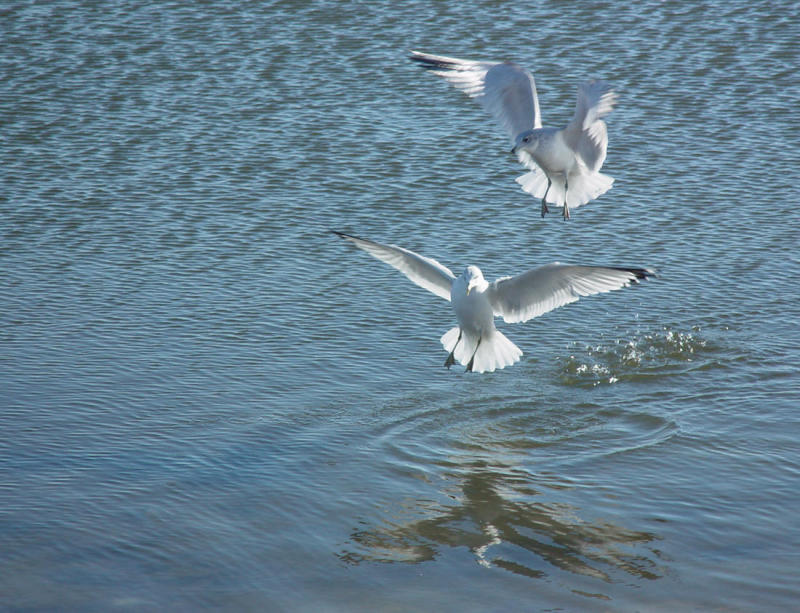 Splash Down