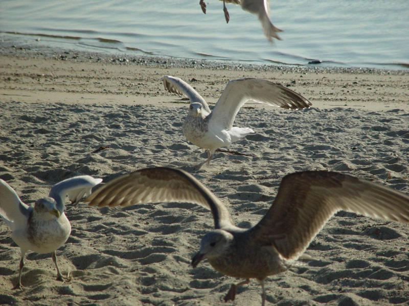 Evening Feeding Frenzy - Loren Charif