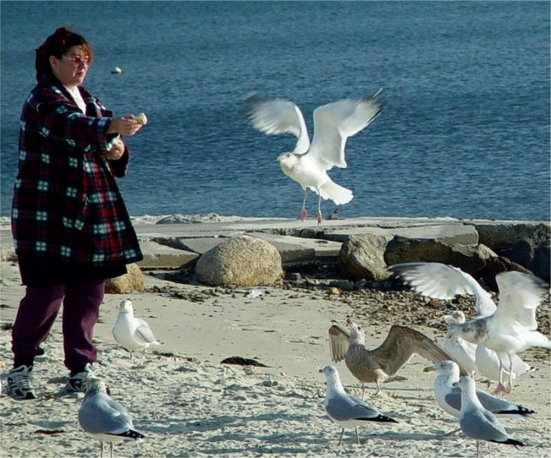 Dont Feed the Damn Gulls! - Loren Charif
