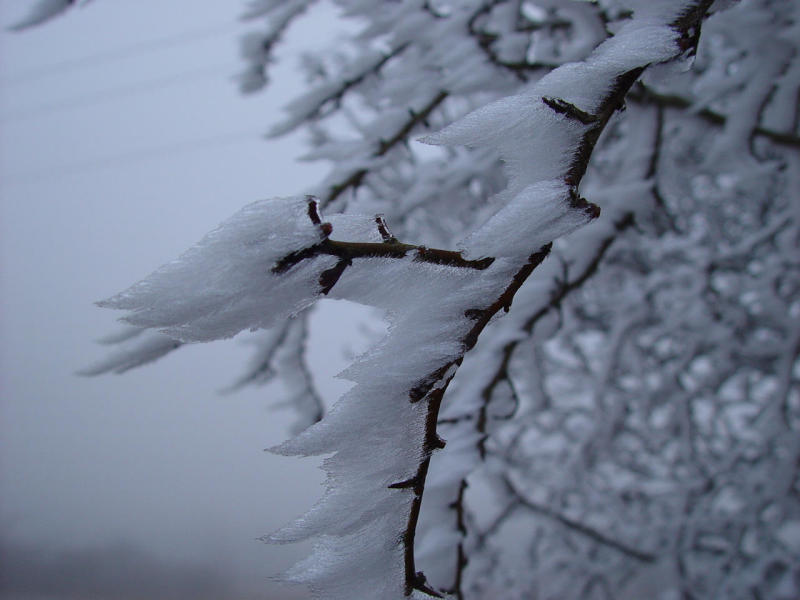 Iced