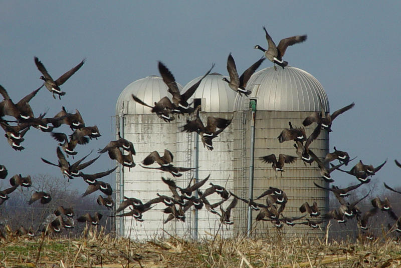 Cecil County Geese by Winston Smith