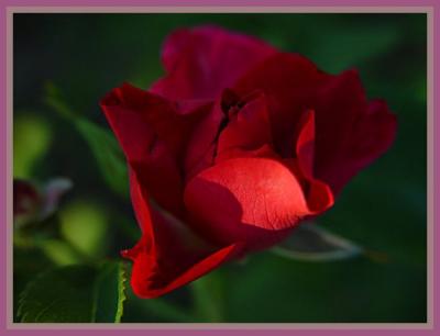For all Seasons There Is a Rose 1 by canadian ann