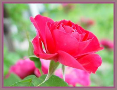 For All Seasons There Is a Rose 2 by canadian ann