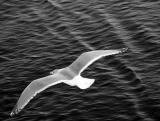 Flight