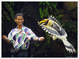 HornBill Landing - Willy