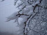 Iced