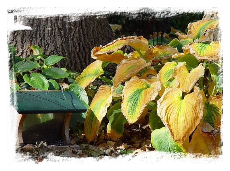 Colors of Fall - II<br><font size=1>by Bev Brink</font>