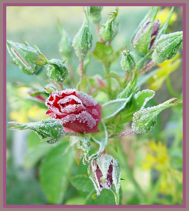 For All Seasons There is a Rose 4 by canadian ann