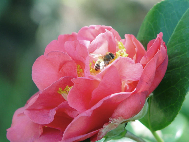 Camelia and Bee - Faye