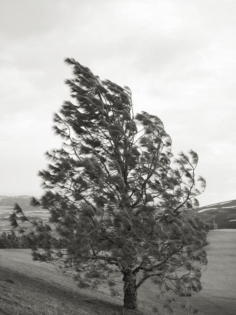 windy - crapitecture