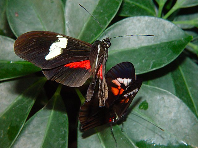 Butterfly Action