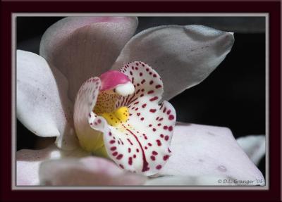 Orchid_D2X_0520.jpg