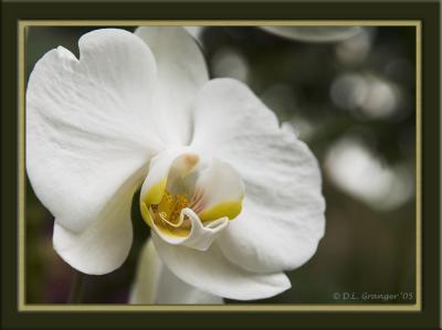 Orchid_D2X0323.jpg