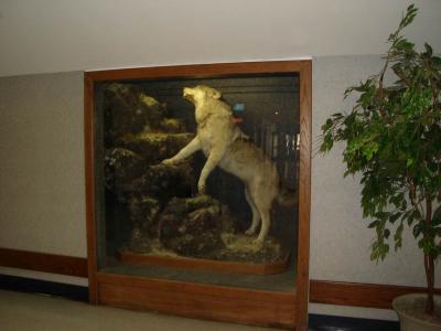 0150-poor-wolf-we-don't-have-vili-in-a-glass-case.JPG