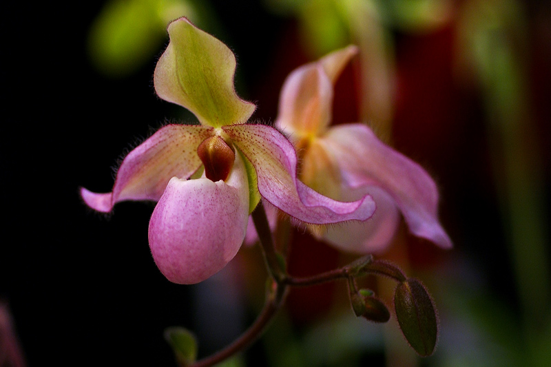Orchid 蘭花展 2005
