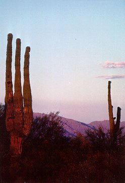 sonora2.jpg