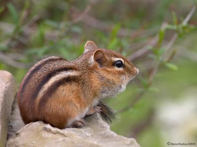 Perched Chipmunk.jpg