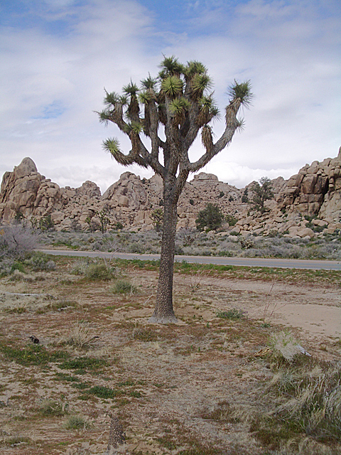 Joshua Tree