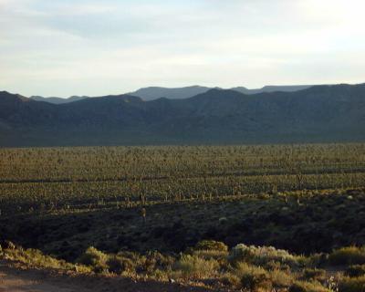 Joshua Tree Forest, Lee Flat