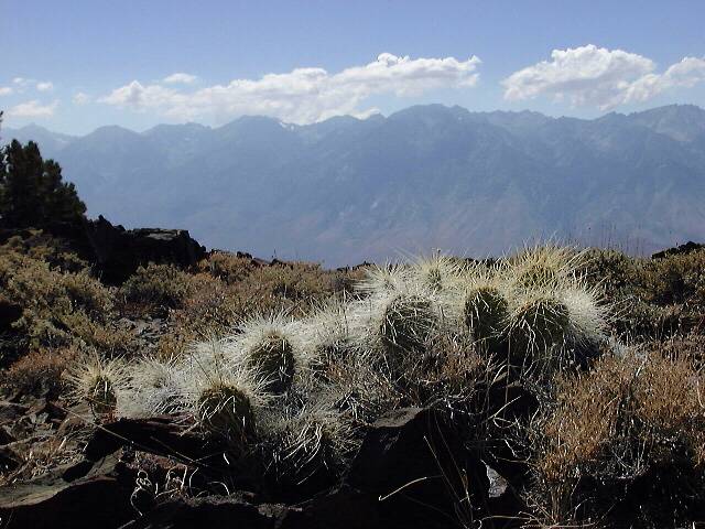 Cactus and Sierra Nevada, Mazourka Peak