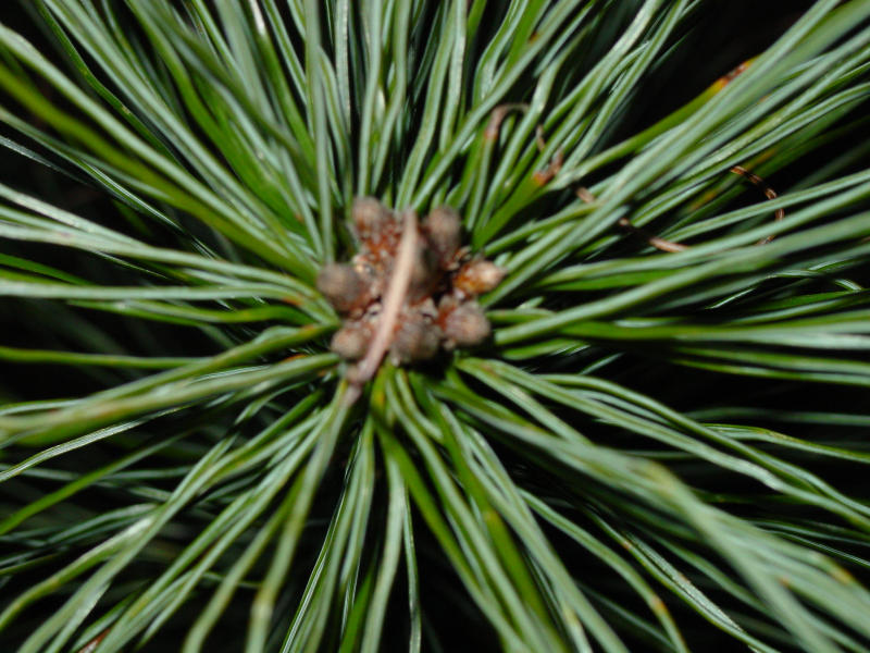 DSC00599.JPG  PINE Tree BRANCH