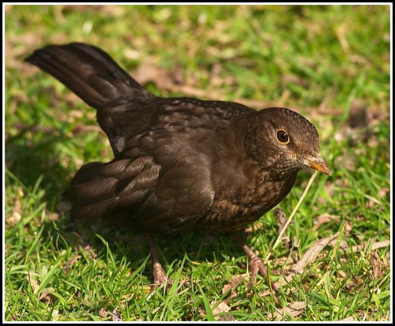 Female blackbird