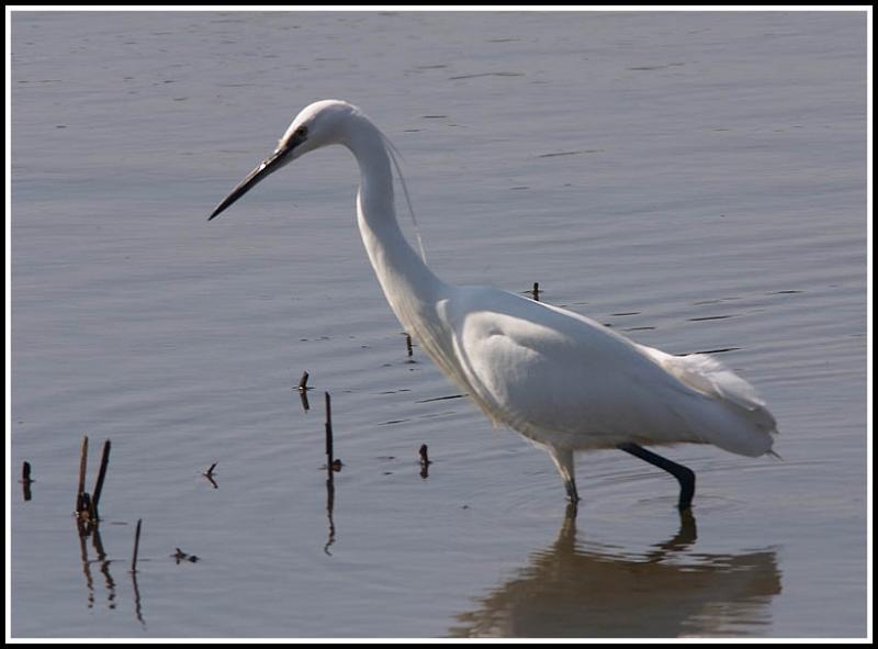 Egret