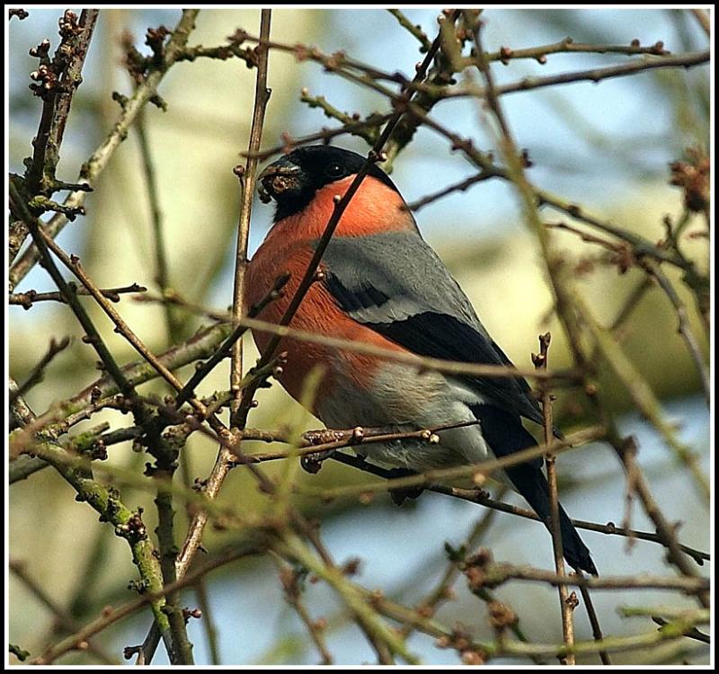 Male bullfinch