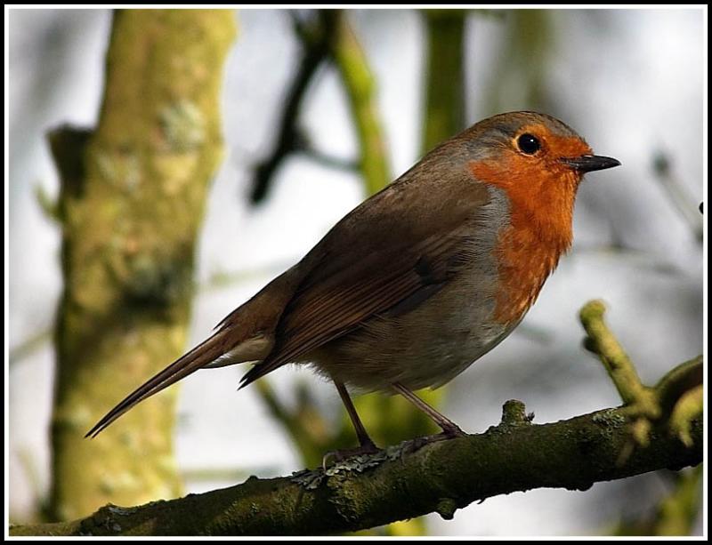 One more robin