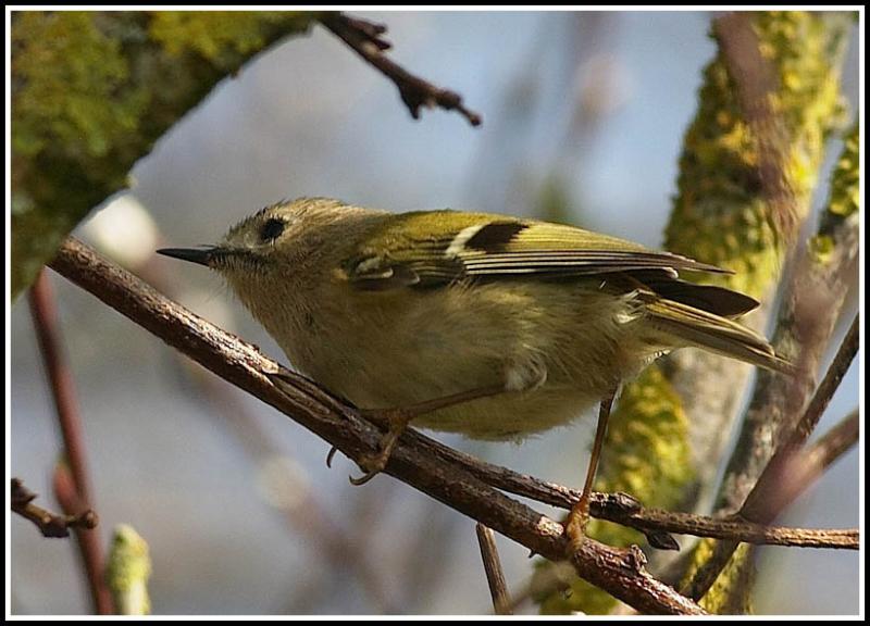 Goldcrest