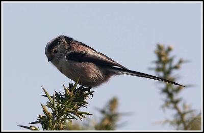 Long tailed tit