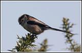 Long tailed tit