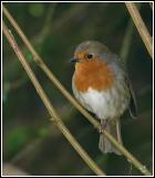 Robin in undergrowth