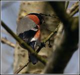 Bull finch showing off slate grey plumage