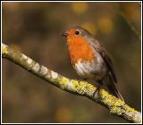 A robin