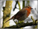 One more robin