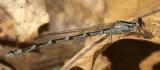 Boreal Bluet - Enallagma boreale (female)