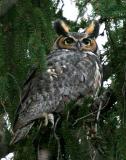 Great Horned Owl - Bubo virginianus
