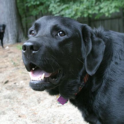 If you lower that steak a little, I can jump up and steal it!