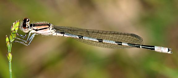 Familiar Bluet - Enallagma civile (male)