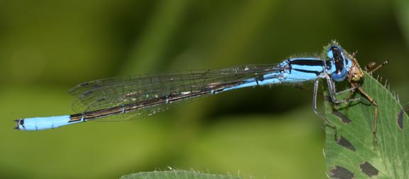 Azure Bluet - Enallagma aspersum (male)
