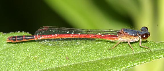 Eastern Red Damsel (Amphiagrion saucium)