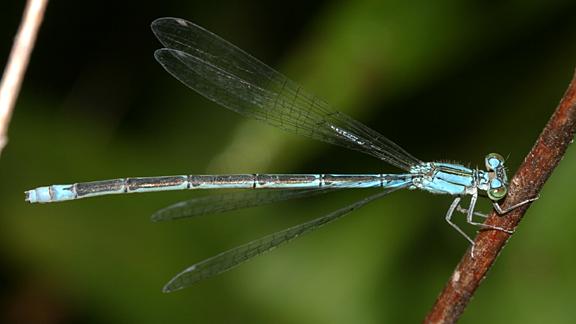 Slender Bluet - Enallagma traviatum (female)