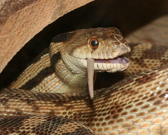 Gopher Snake