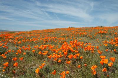 Poppy Reserve/ Antelope Valley